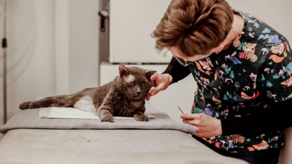 eutanázia, dr. Tornyi Katalin, állatorvos,