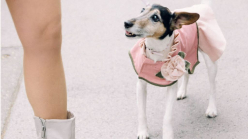 kutyaruha, kutyadivat