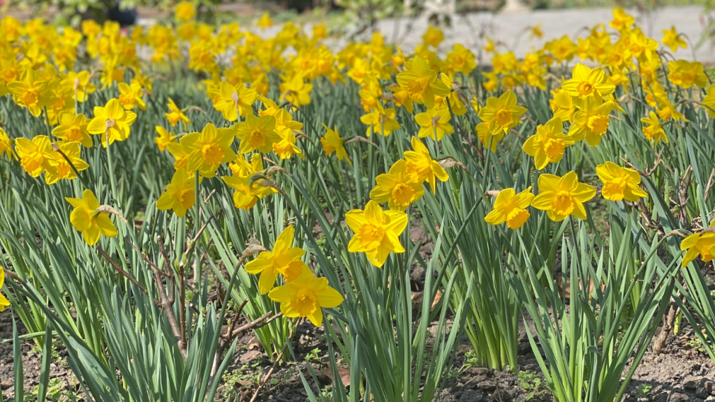 egy kis tokiói virágboltban, könyv, ajánló, könyvajánló, európa kiadó, virág