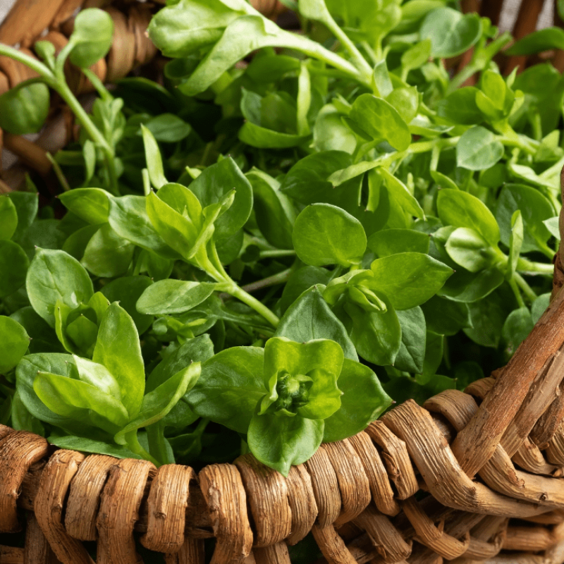 Kép forrása: Canva-Madeleine_Steinbach (Getty Images)