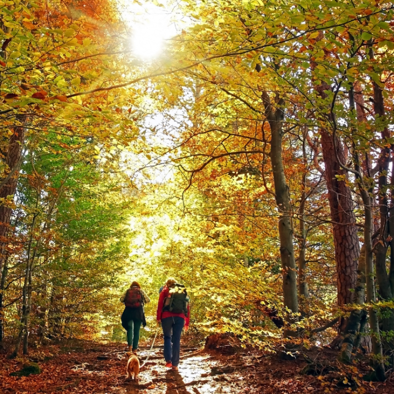 Kép forrása: Canva-Anselm Baumgart (Getty Images Pro)