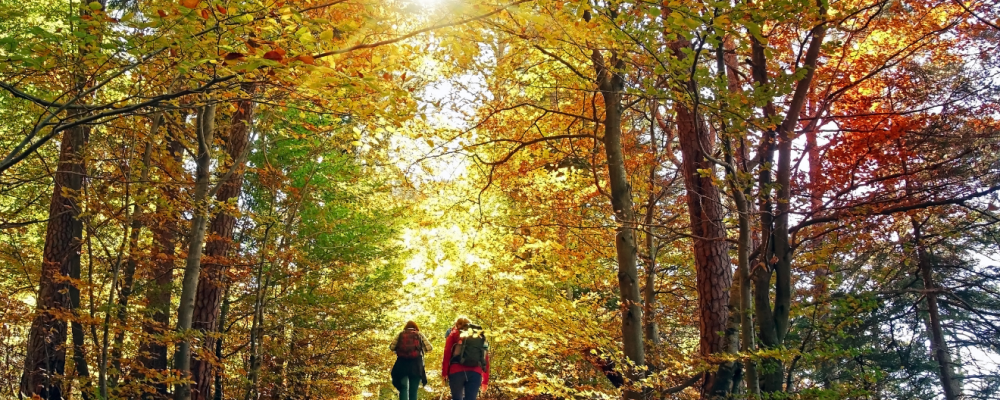 Kép forrása: Canva-Anselm Baumgart (Getty Images Pro)