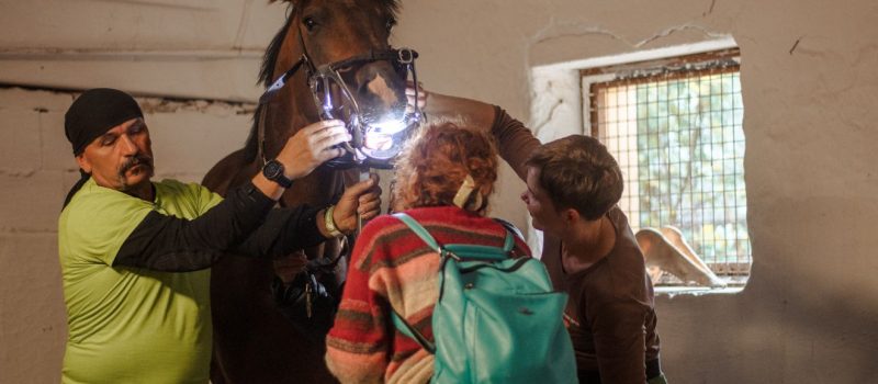 I. Lóbarát fesztivál – Kép forrása_ dr. Tornyi Katalin – Fotós_ Csurka Lilla – Lilla Fotográfia és Dóbiás Viktória – Kertypony (3) I. Lóbarát fesztivál