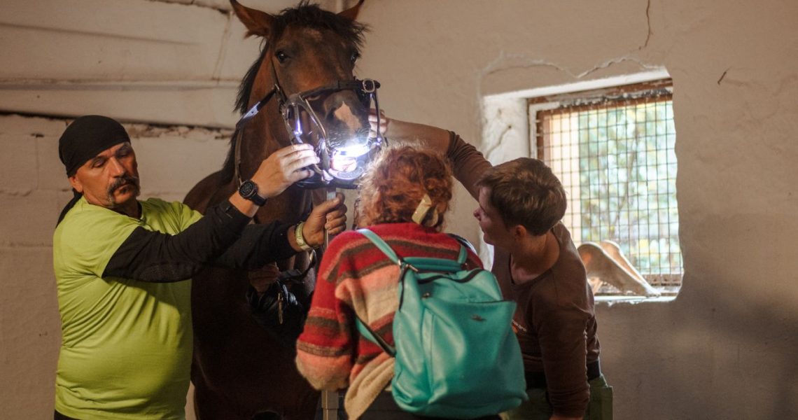 I. Lóbarát fesztivál – Kép forrása_ dr. Tornyi Katalin – Fotós_ Csurka Lilla – Lilla Fotográfia és Dóbiás Viktória – Kertypony (3) I. Lóbarát fesztivál