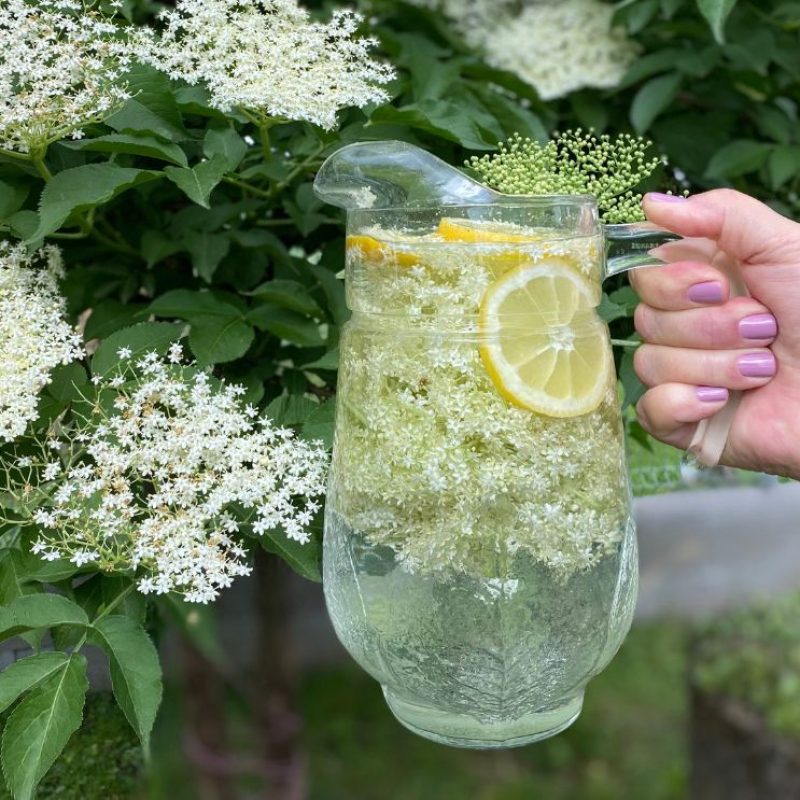 bodzaszörp, ivólé Kép forrása WakeUp Network by Marczinka Mátyás