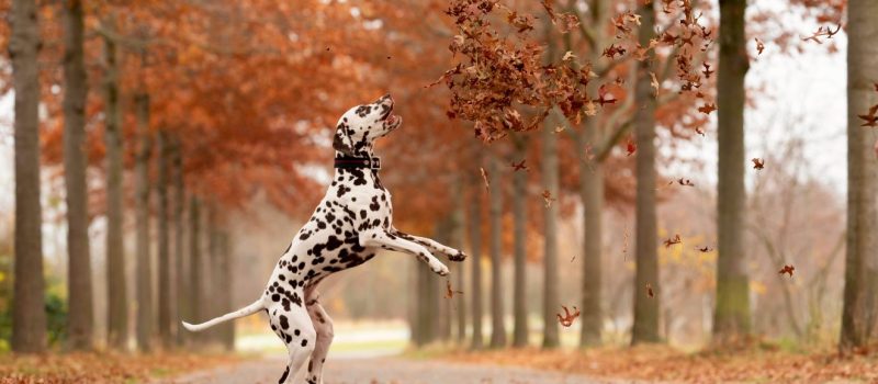 dalmata, kutya, ősz Kép forrása Pixabay by RebeccasPictures Forrás: Pixabay by RebeccasPictures