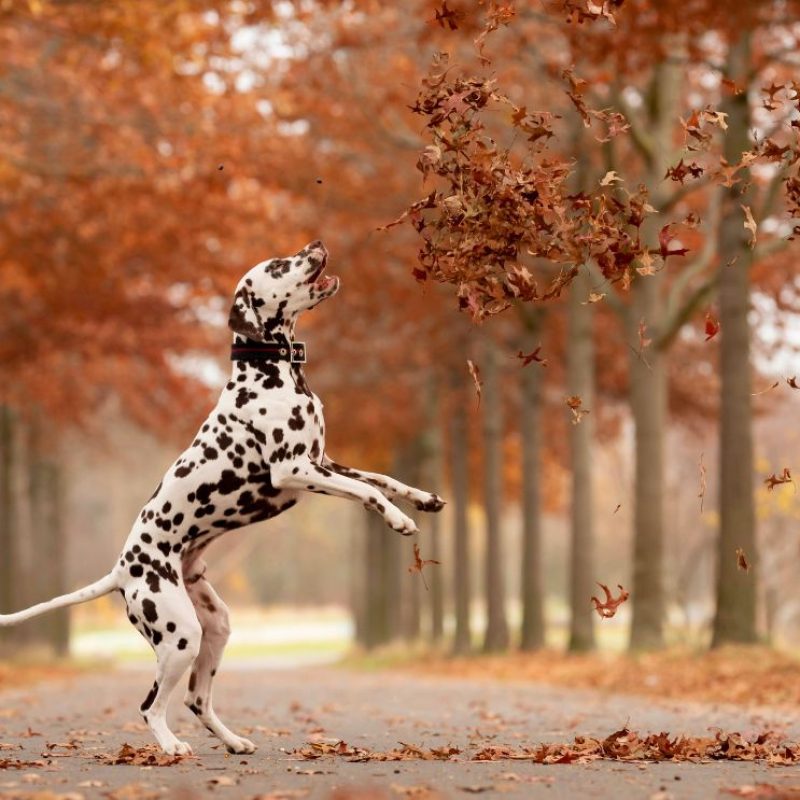 Forrás: Pixabay by RebeccasPictures