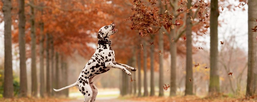 Forrás: Pixabay by RebeccasPictures