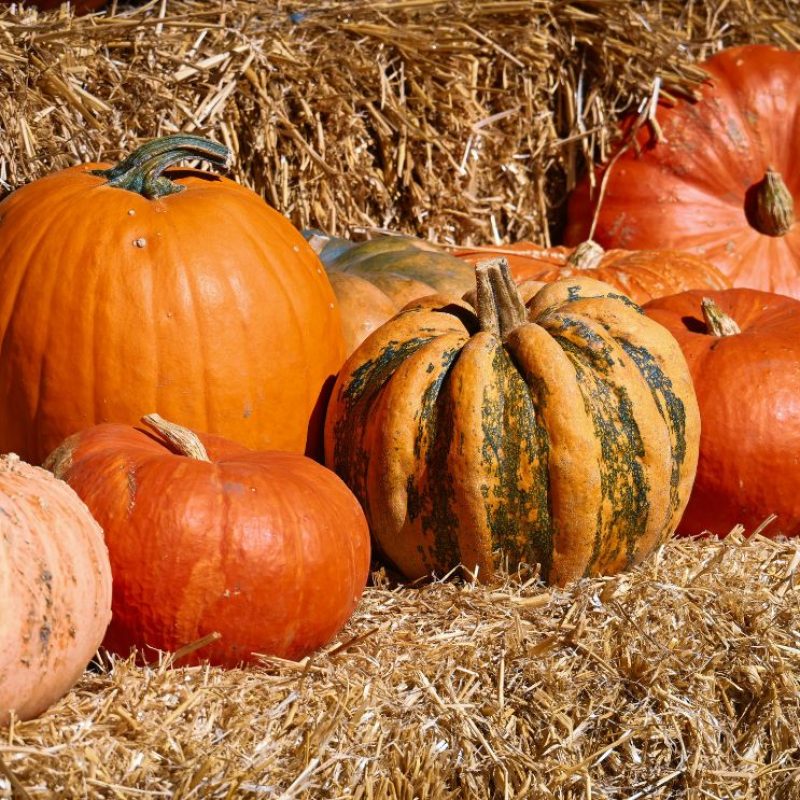 Luca-nap, karácsony, boszorkány, Luca nap szokások,