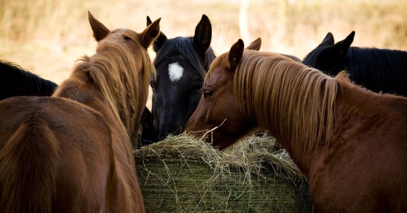 ló, széna Fotó Canva - Getty Images Signature - Andreas Kermann